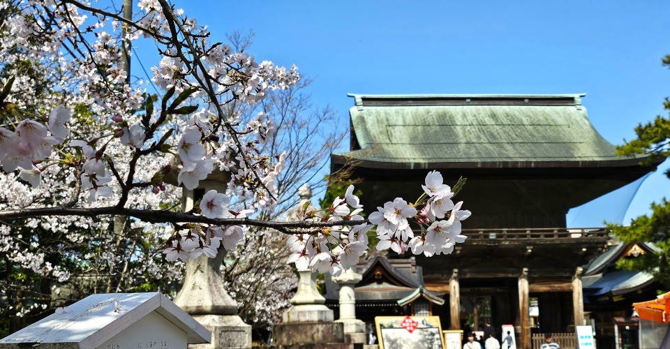 Kirschbäume im Hakusan-Park und japanische Baukunst