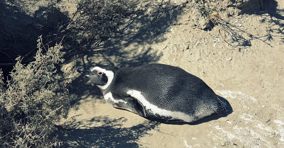 Punta Ninfas, Pinguine & Patagonisches Mittagessen