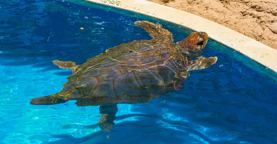 View of a tortoise at Tamar Project (Projeto Tamar) - Praia do Forte, Bahia, Brazil