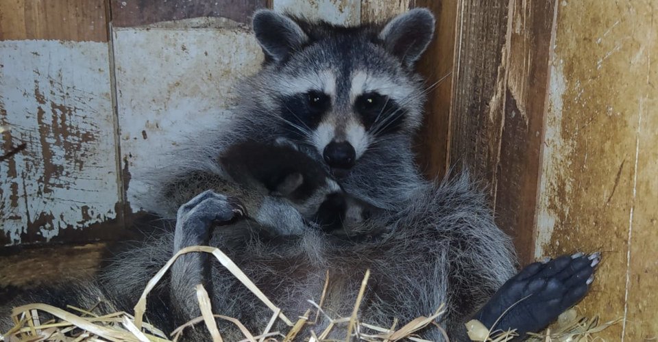 Für Familien: Besuch im Wildpark