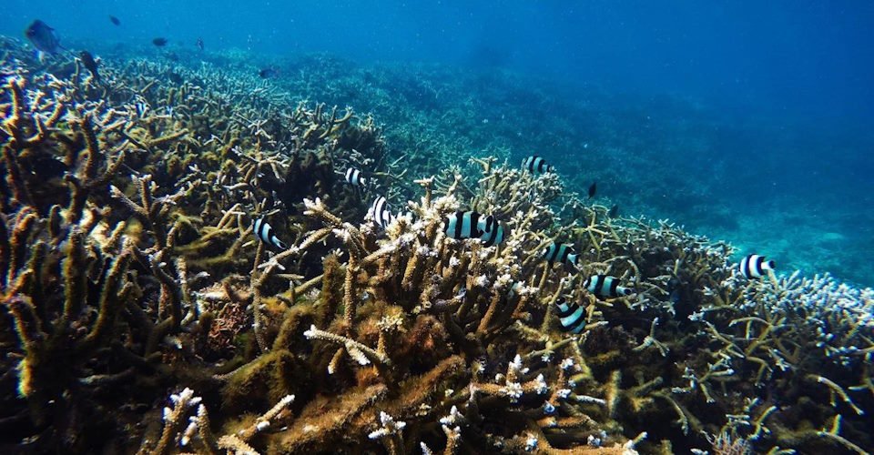 Schnorcheln im Coral Garden und Entspannen am White Beach