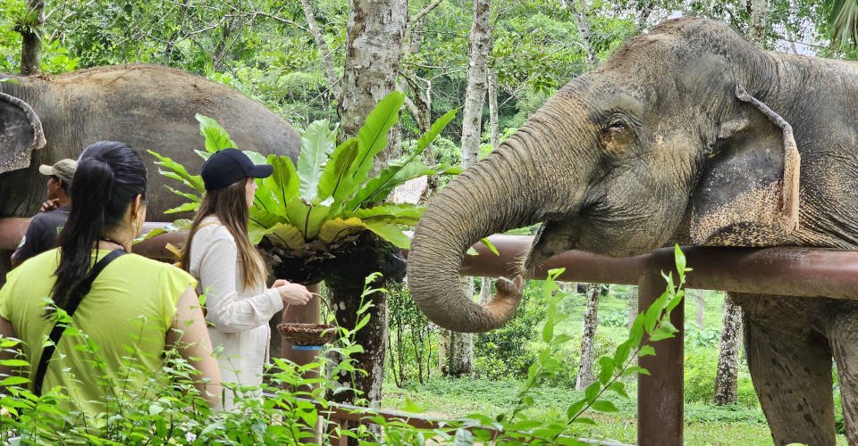 Besuch des Elephant Santuary Parks