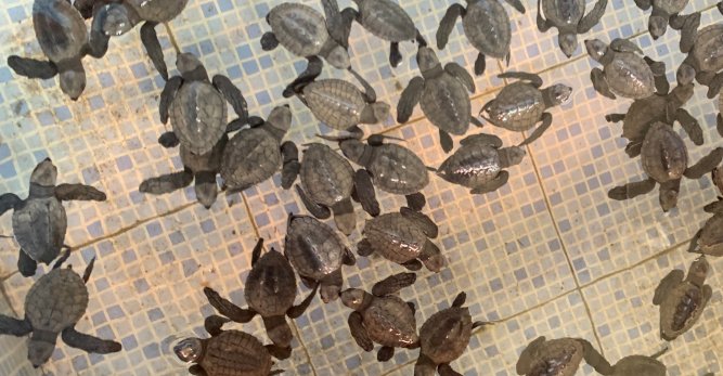 TOUR OPERATOR GATEWAY - Baby turtles swimming in a tiled enclosure