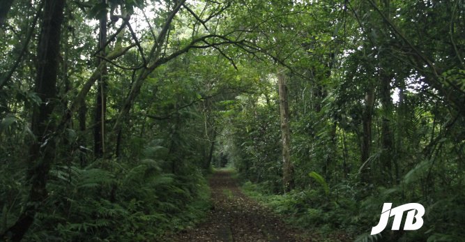 TOUR OPERATOR GATEWAY - Serene Forest Pathway Surrounded by Lush Greenery in Batukaru
