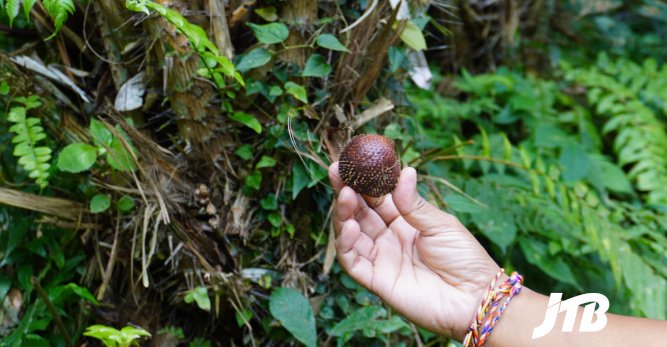 TOUR OPERATOR GATEWAY - Hand Holding Fresh Salak Fruit Harvested from a Balinese Plantation