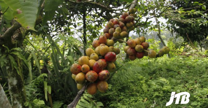 TOUR OPERATOR GATEWAY - Fresh Coffee Cherries Growing on a Branch in a Balinese Plantation