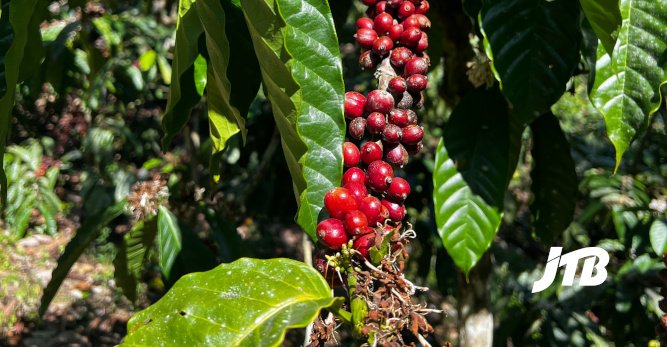 TOUR OPERATOR GATEWAY - Bright Red Coffee Cherries Growing on a Coffee Plant in Bali
