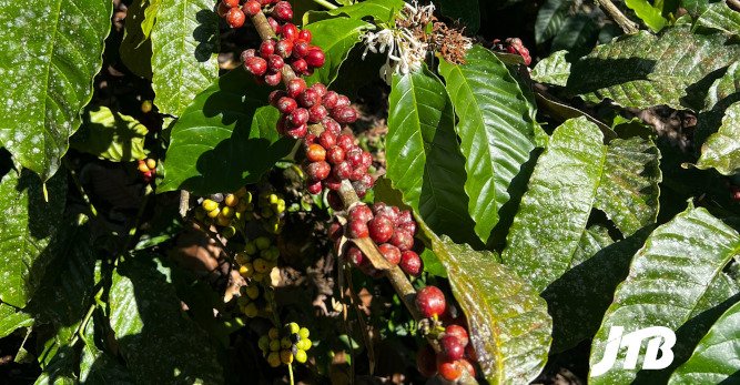 TOUR OPERATOR GATEWAY - Freshly Harvested Coffee Cherries on a Coffee Plantation in Bali