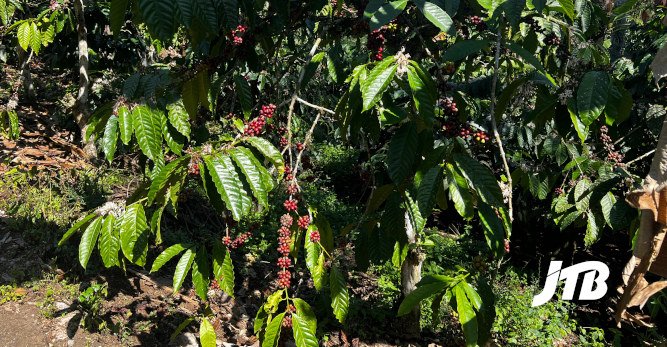 TOUR OPERATOR GATEWAY - Lush Coffee Plantation in Bali with Ripening Coffee Cherries
