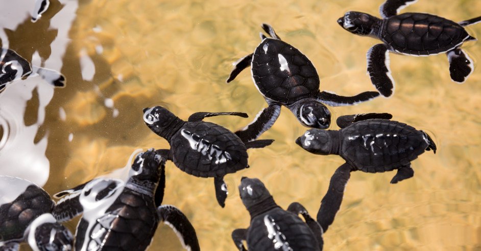 Newborn turtles in water, seaturtles Sri Lanka. Seaturtle baby, indian ocean Ceylon