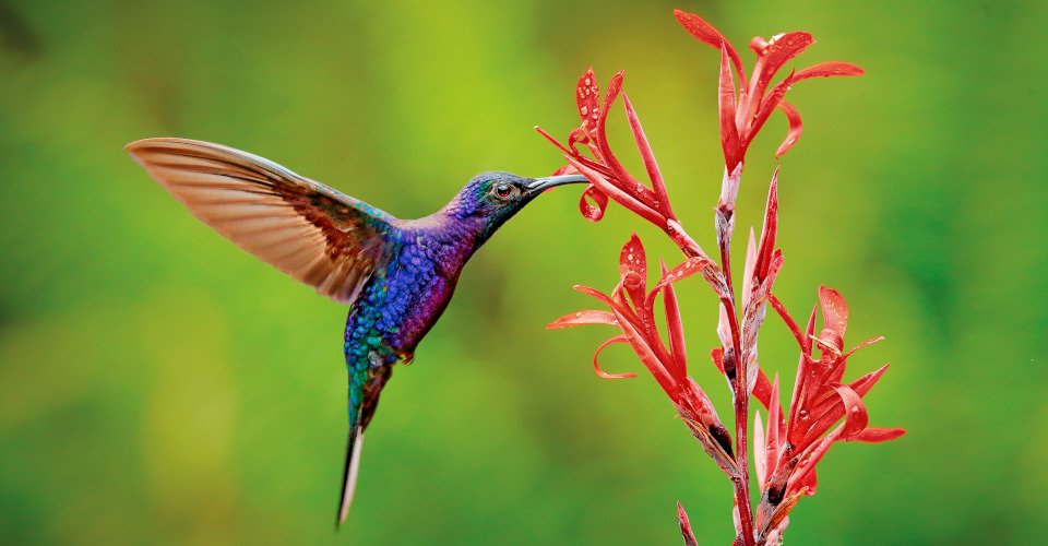 Hummingbird Violet Sabrewing flying next to beautiful red flower with clear green forest nature in background. Big blue bird fly in jungle. Wildlife in tropic Costa Rica.; Shutterstock ID 1379742014; Kunde (Pflichtfeld): AIDA Cruises; Projekt (Pflichtfeld): 20607_tw