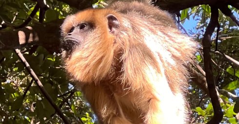 Ein halber Tag im Primatenschutzgebiet "Monkeyland"