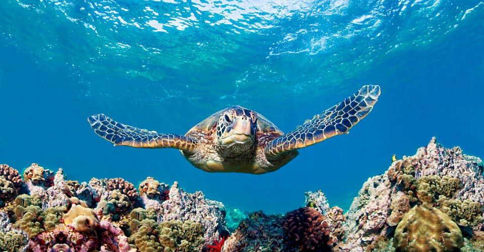 Seaturtlecoral