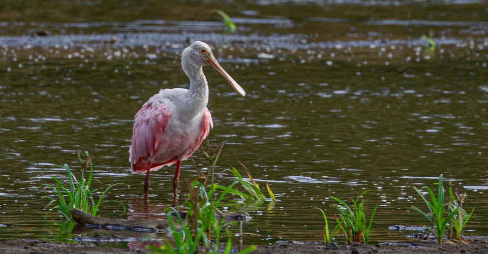 Vogelparadies und Krokodilkolonie