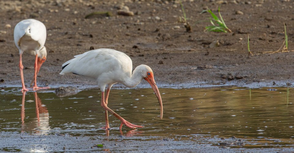 Vogelparadies und Krokodilkolonie