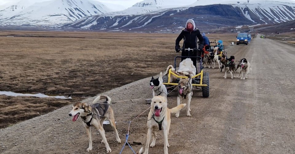 Hundeschlittenfahrt auf Rädern durch Adventdalen