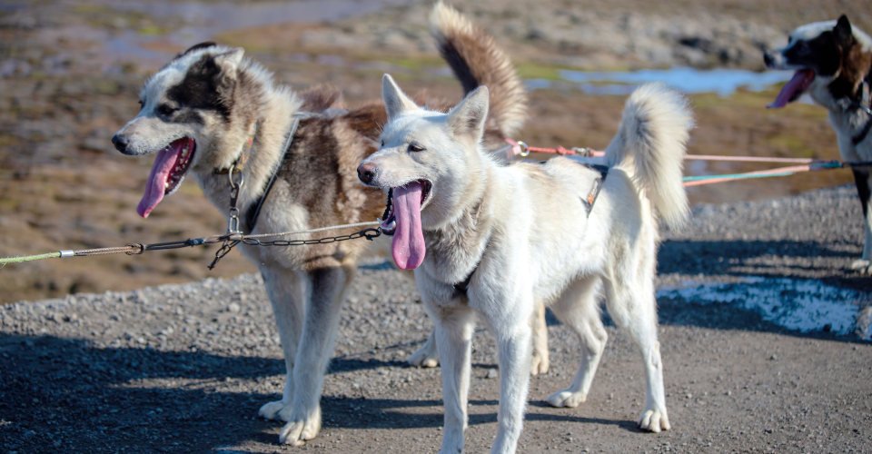 Huskyerlebnis: Hundeschlittenfahrt auf Rädern