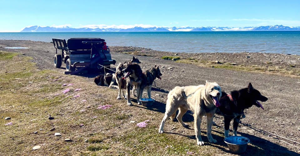 Hundewagenfahrt entlang der Küste