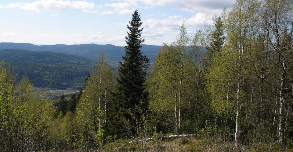 Waldwanderung in der Nordmarka