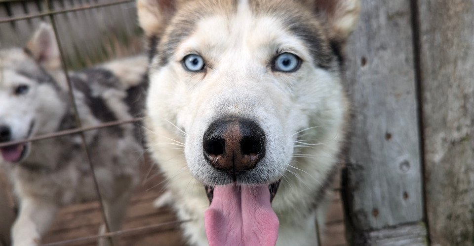 Besuch bei den Huskies