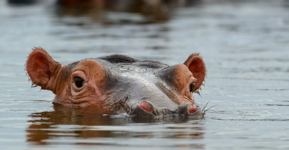 Common hippopotamus (Hippopotamus amphibius). Eastern Shores. Isimangaliso Wetland Park. KwaZulu Natal. South Africa