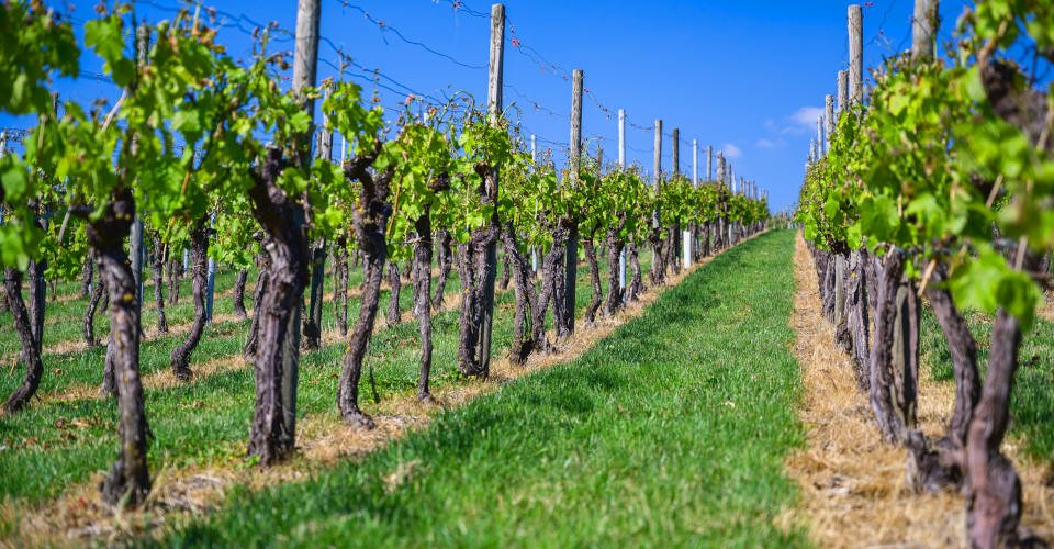 A beautiful scenery of a vineyard under a clear blue sky during daytime