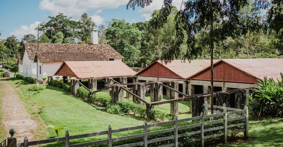 Auf den Spuren des Kakaos