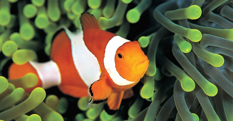 A clown anemonefish in colorful anemone