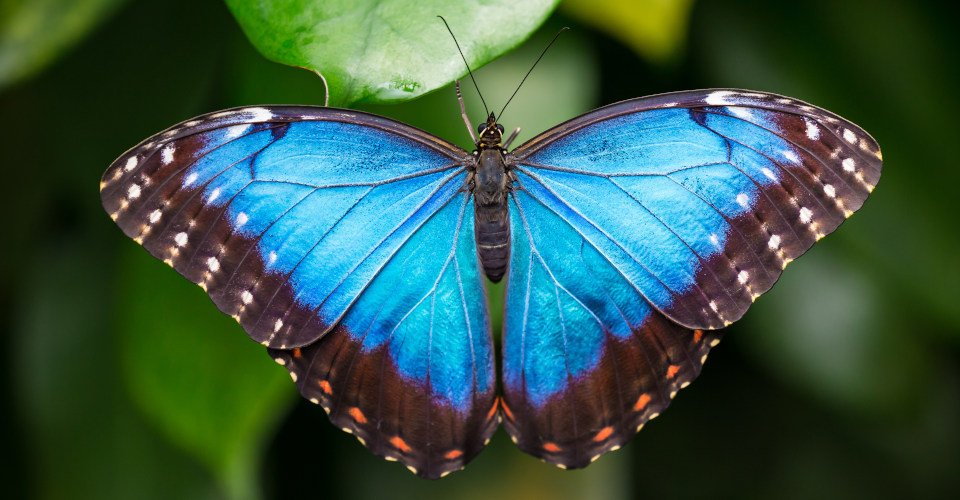 Blue morpho (morpho peleides) on green nature background, close-up.