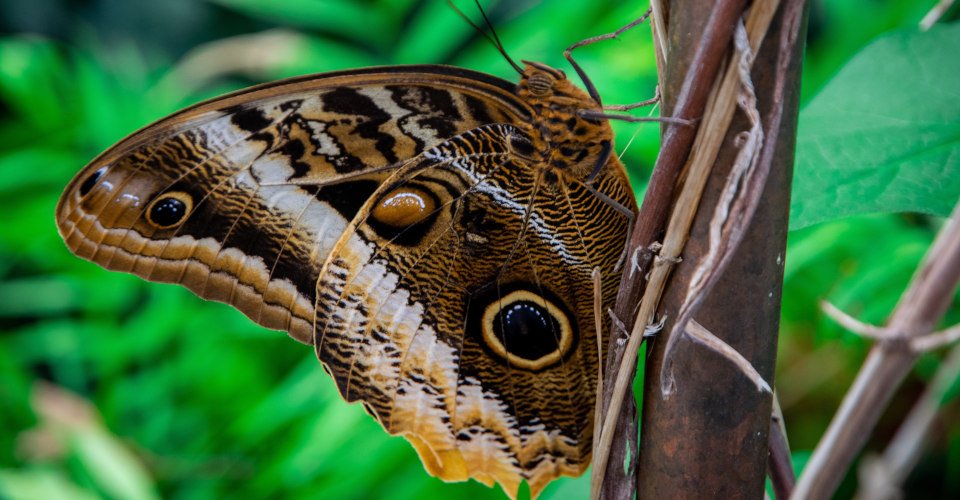 Giant Owl Butterfly perched on a branch in the summertime. Photo taken in a butterfly house in Michigan.