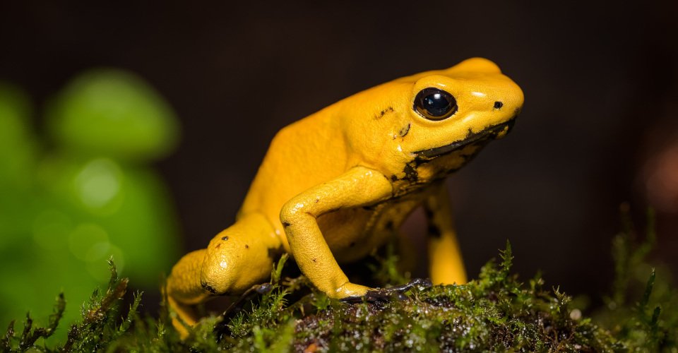 Closeup of a golden poison frog on a log
