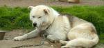 Tromsø und Besuch bei den Huskys 