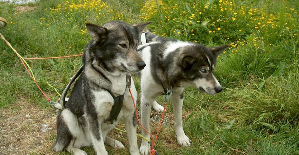 Wandern mit Huskys