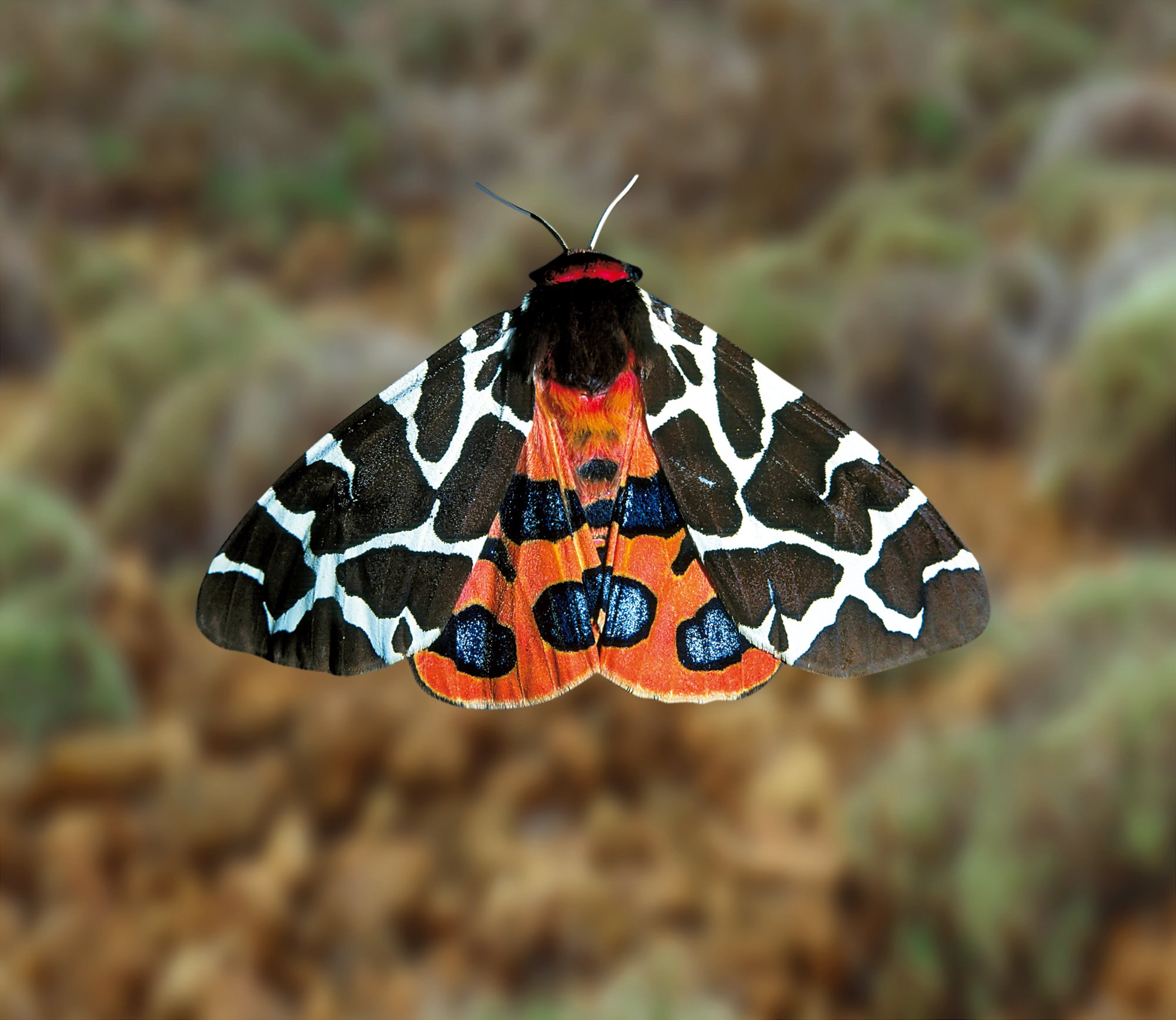 Brauner Bär Arctia caja Bayern