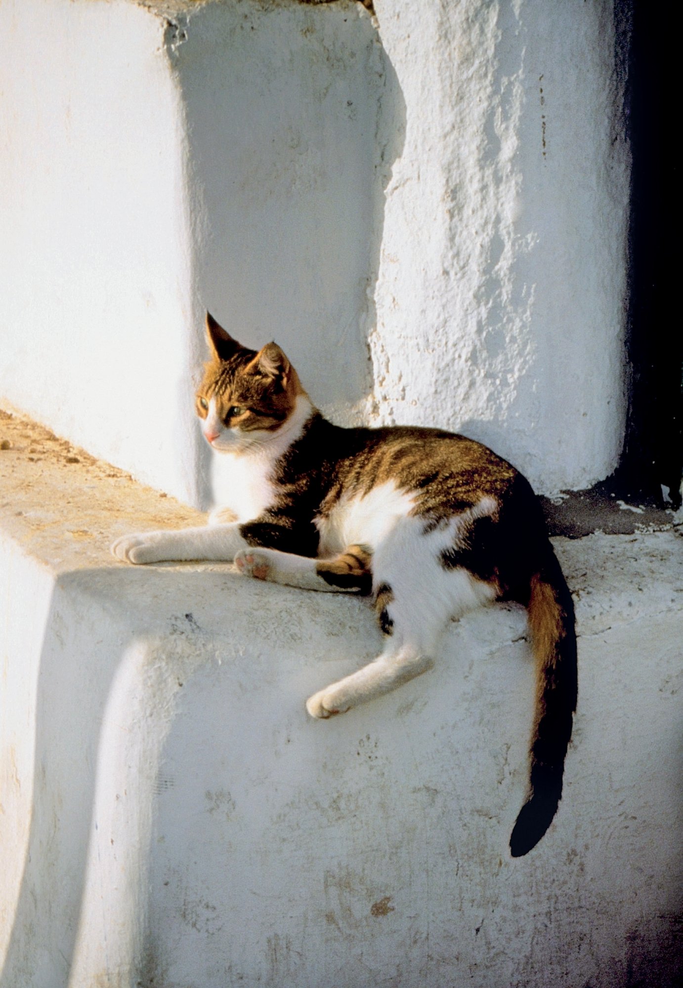 Cat sitting on a ledge of a building, Mykonos, Greece