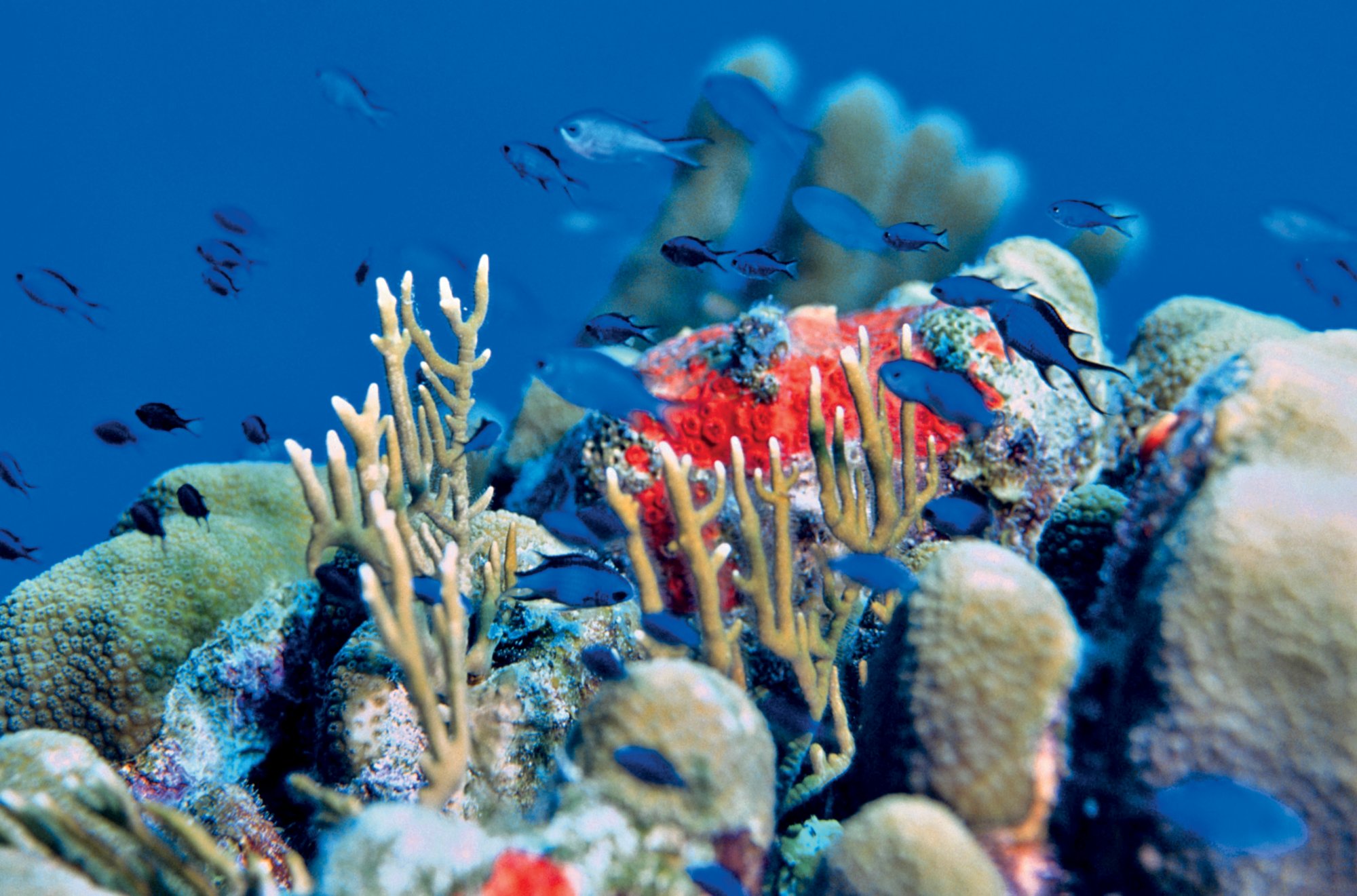 Bunte Fische und Korallen vor Belize im Meer