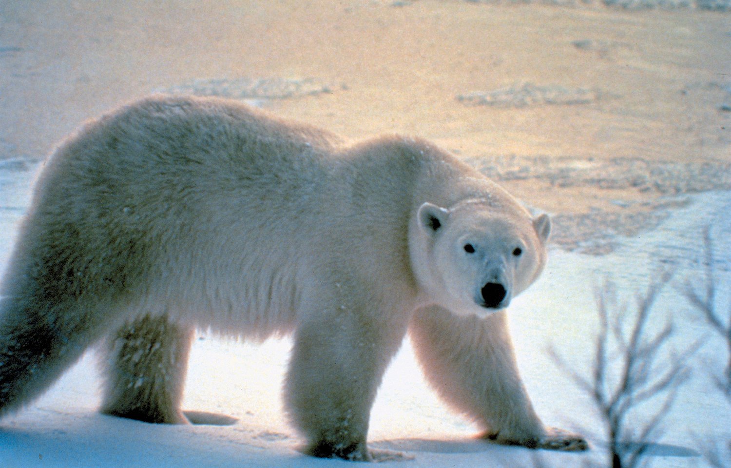 Eisbär