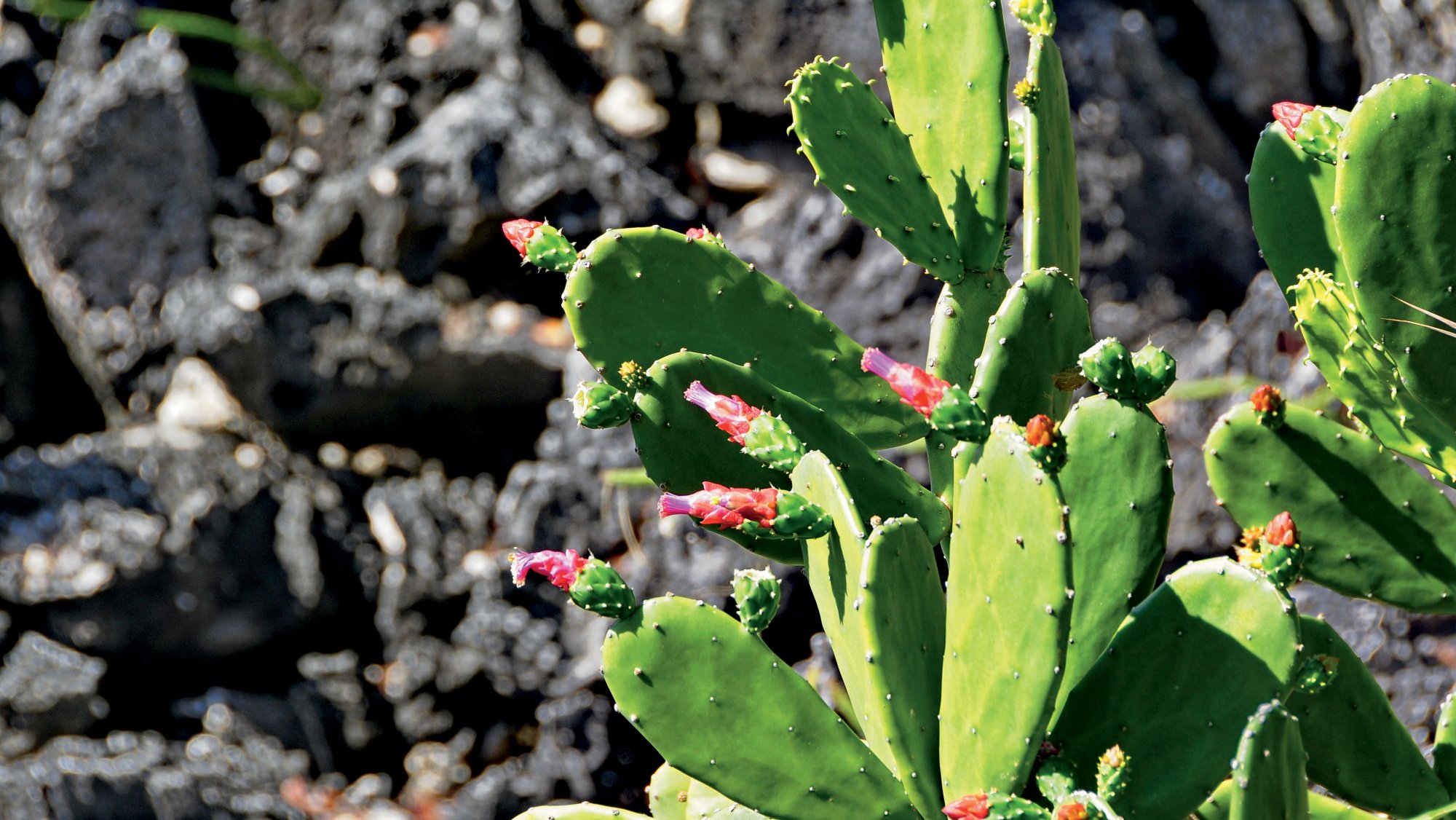 Tour durch Hambantota