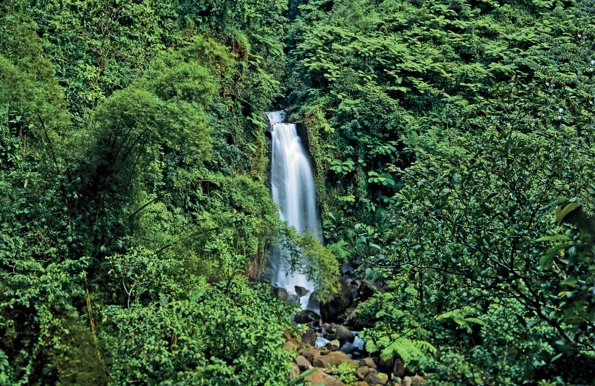 Amazonas-Regenwald