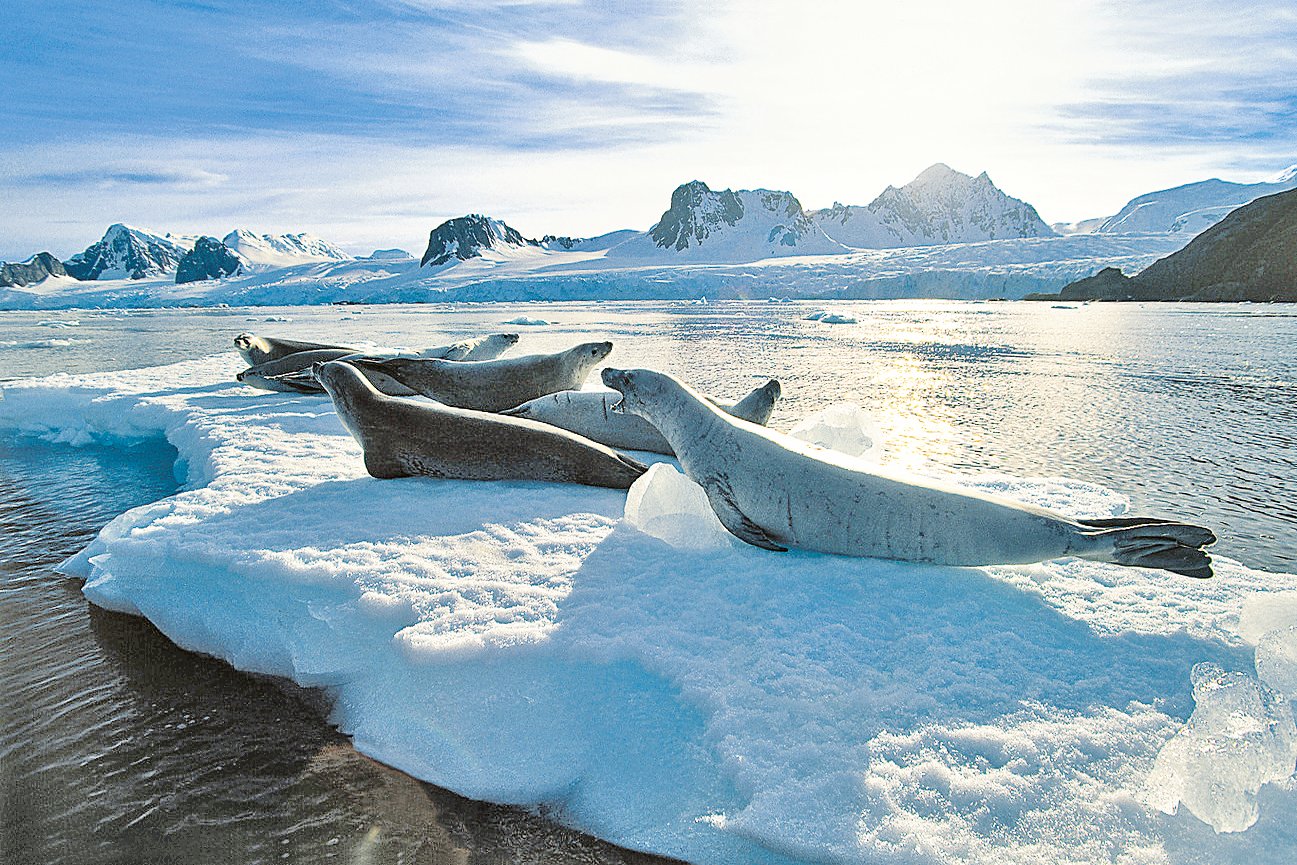 Eine Arktis Kreuzfahrt mit Blick auf Grönlands wilde Natur und Tierwelt.