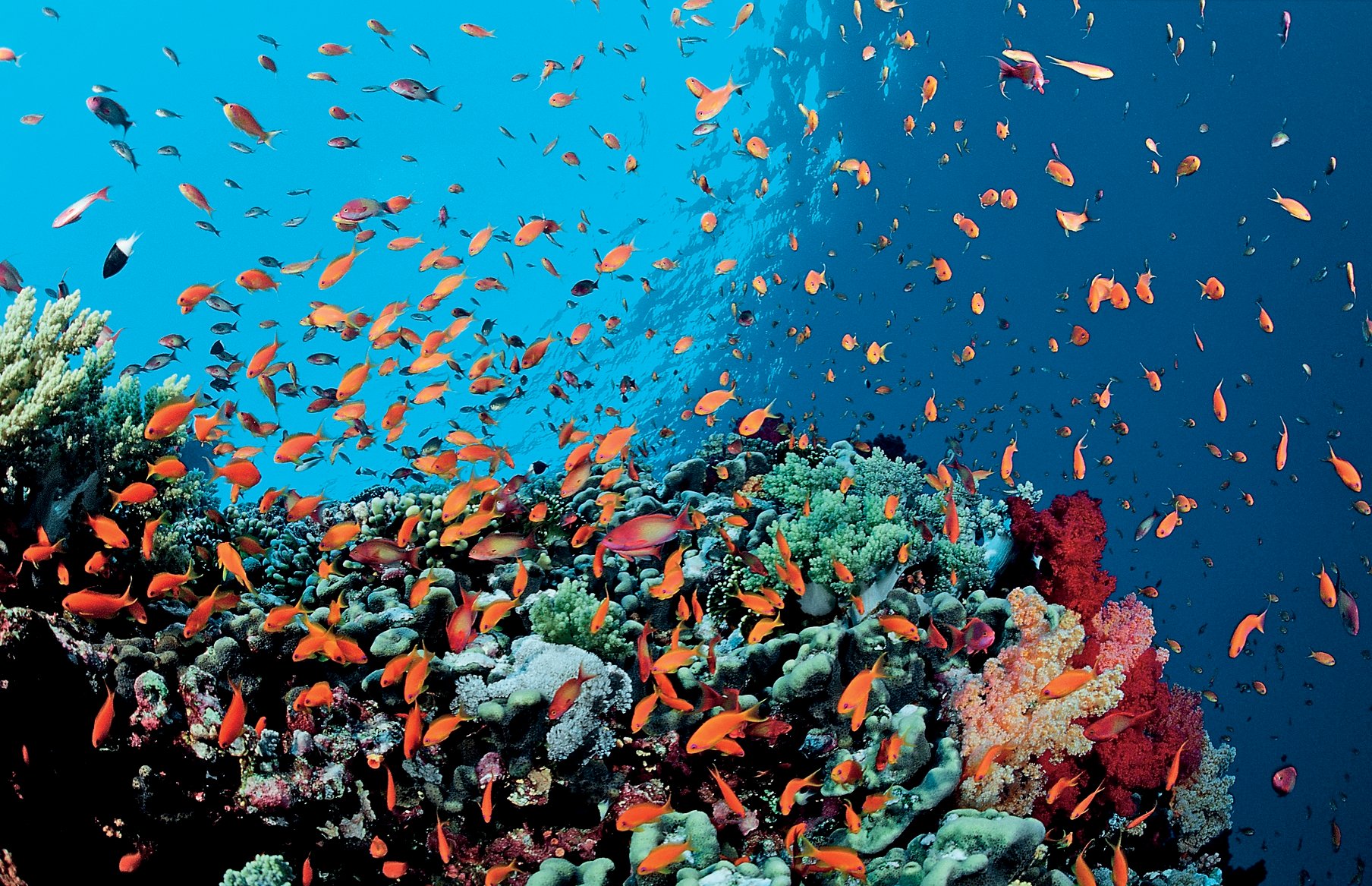 Buntes Korallenriff mit Fahnenbarschen (Pseudanthias squamipinnis), Safaga, Rotes Meer, ƒgypten | Colorful coral reef with lyretail coralfish or goldfish (Pseudanthias squamipinnis), Safaga, Red Sea, Egypt