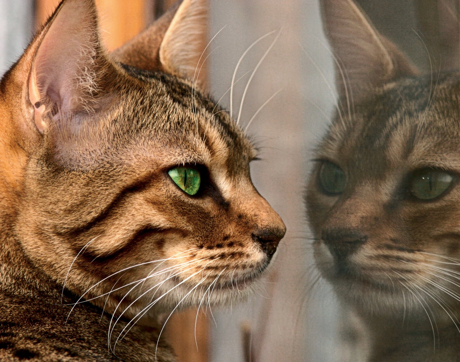 The face of a Bengali kitten staring at her own reflection in a window.