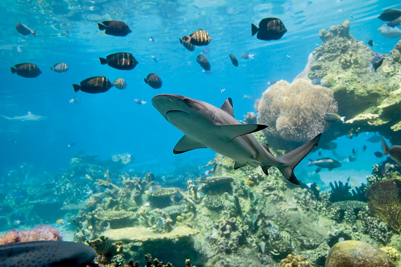 Fische und Hai schwimmen vor Felsen im Meer