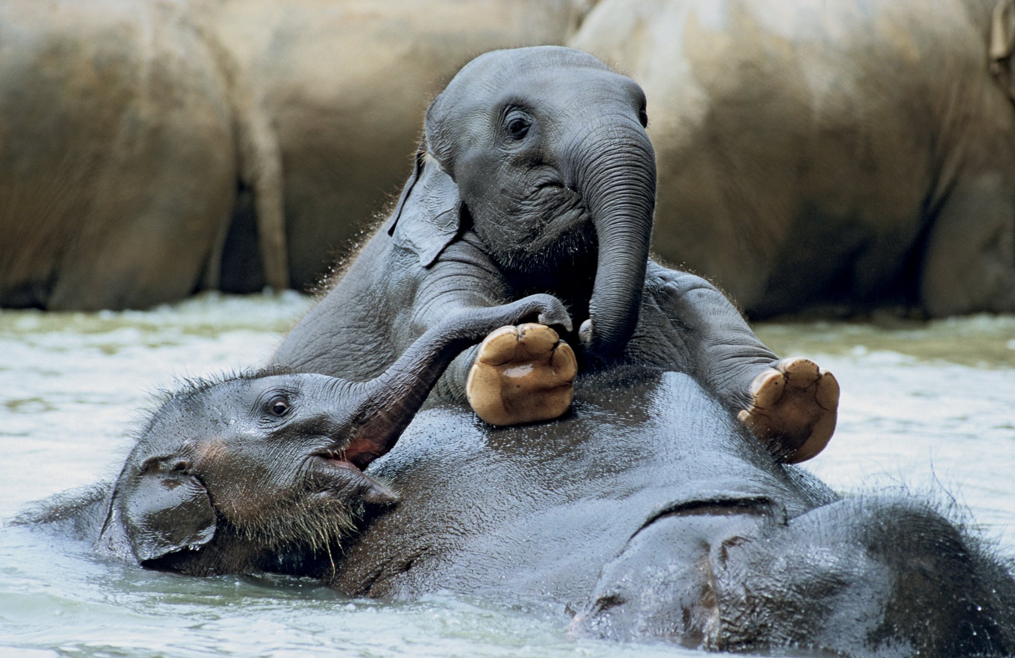 Der Yala Nationalpark