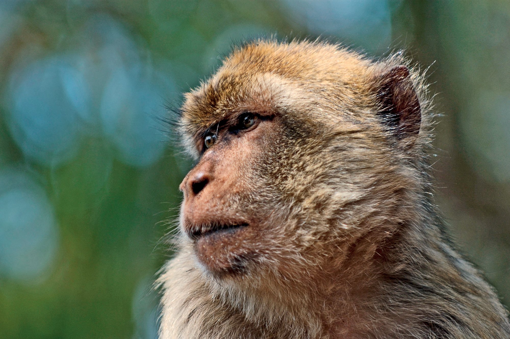 AW4J64 Gibraltar a rock ape monkey on upper rock