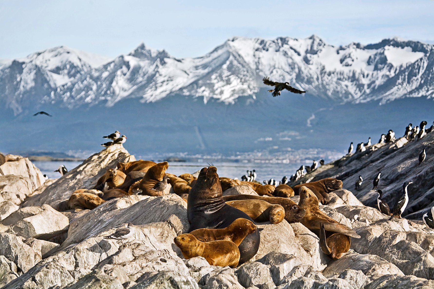 Southern Sea Lions (Otaria flavescens), Beagle-Channel, Tierra del Fuego, Argentina, South America