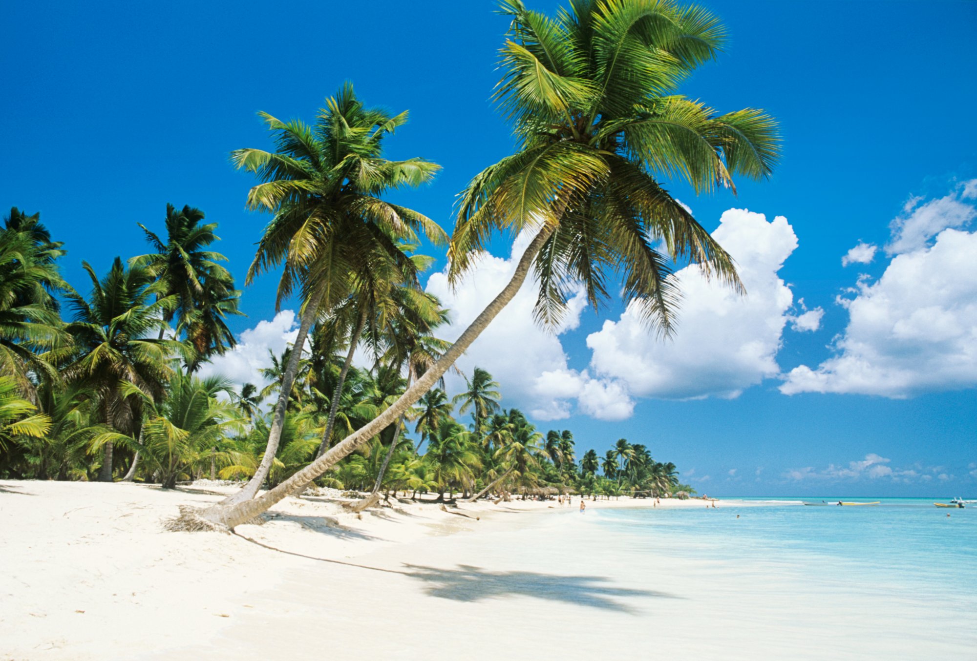 Dominican Republic, Saona Island, Palm trees on beach