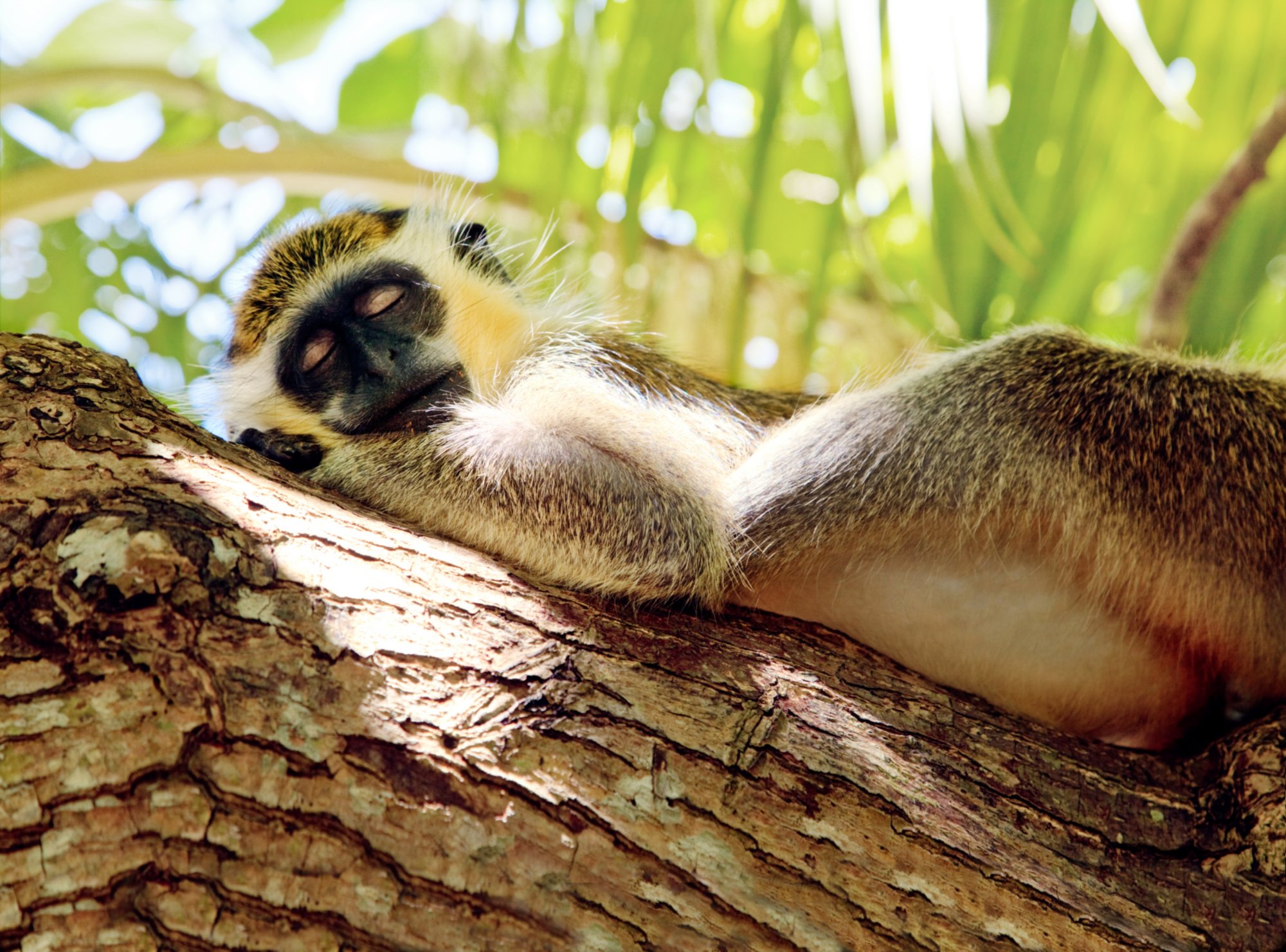 Green monkey sleeping on tree