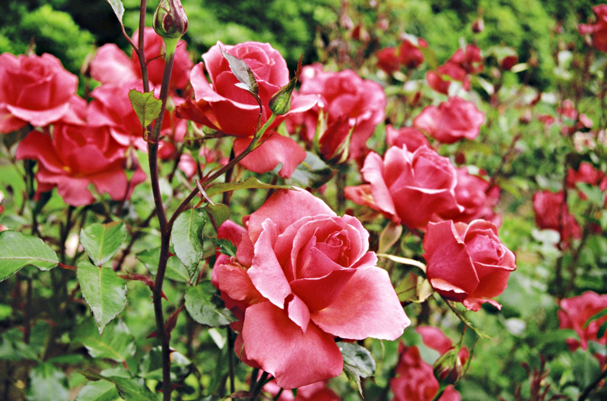 Red Roses