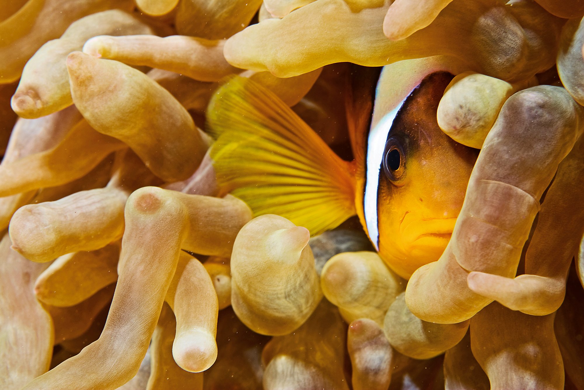 Hiding Clownfish